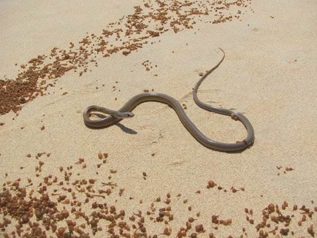 Whip Snake