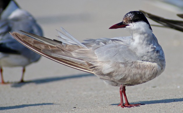 Whiskered Tern