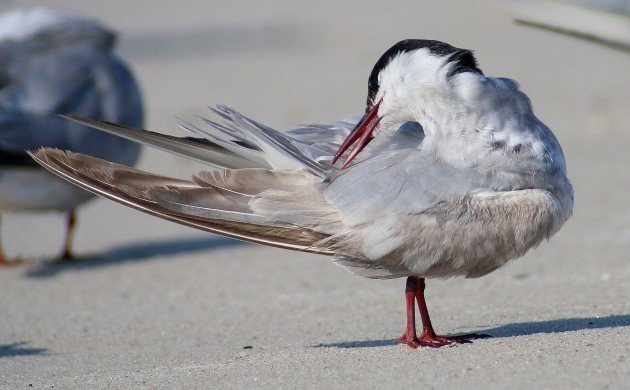 Whiskered Tern preening