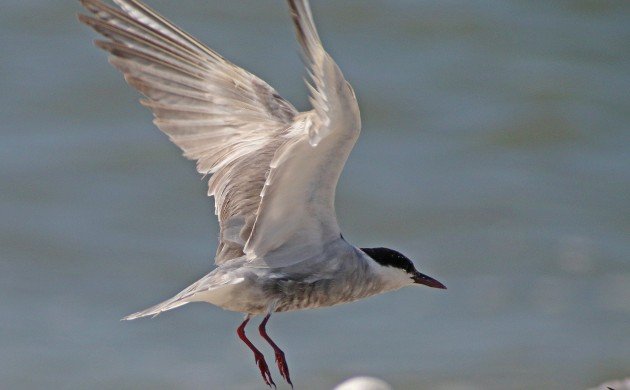 Whiskered Tern taking off