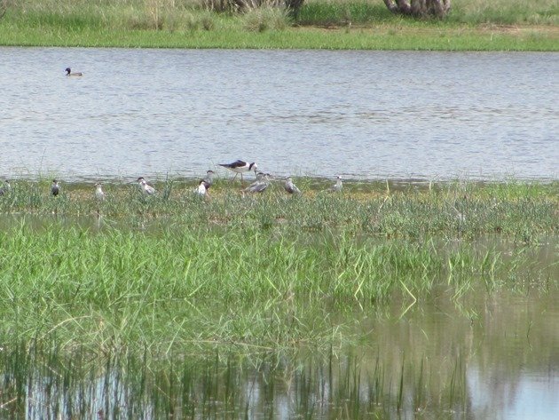 Whiskered Terns and Black-winged Stilt