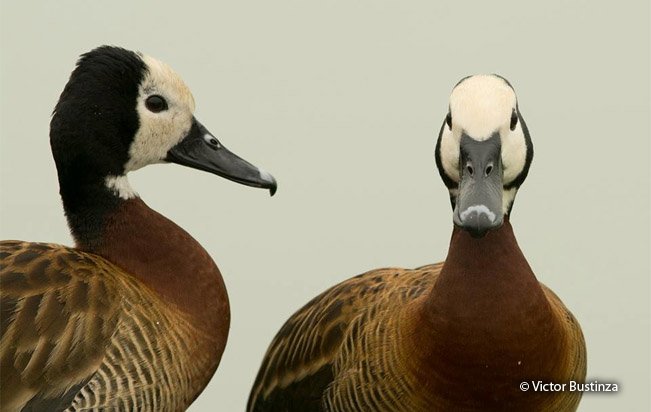 whistling ducks