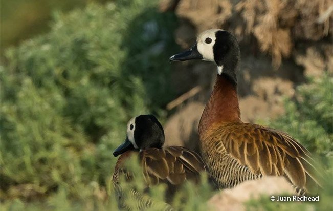 whistling ducks