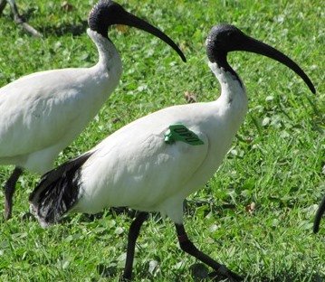 White Ibis - 040