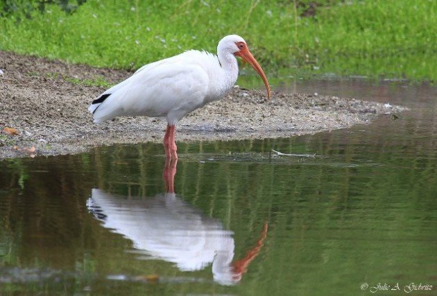 White Ibis Julie Gidwitz