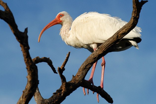 White Ibis (Eudocimus albus) by David J. Ringer