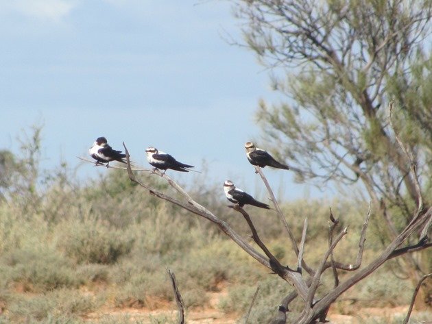 White-backed Swallows