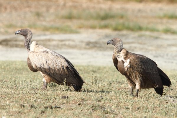 White-backed Vulture Adam Riley