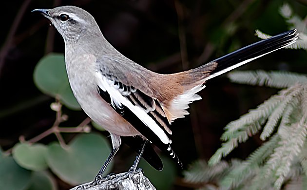 White-banded Mockingbird