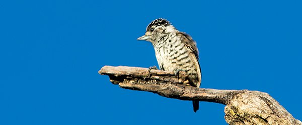 White-barred Piculet