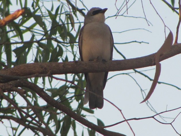 White-bellied Cuckoo-shrike