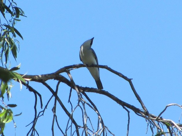 White-bellied Cuckoo-shrike