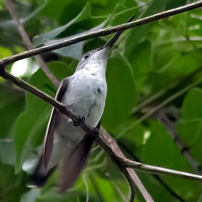 White-bellied Hummingbird