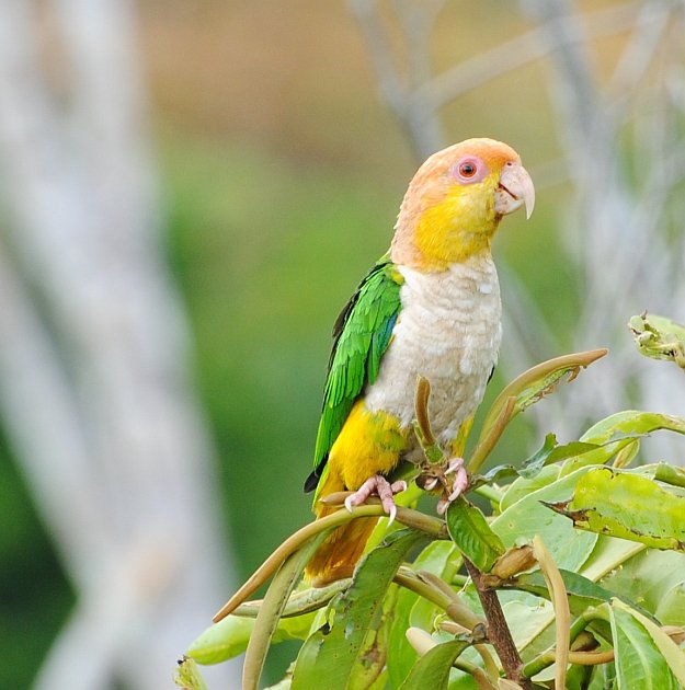 White-bellied Parrot