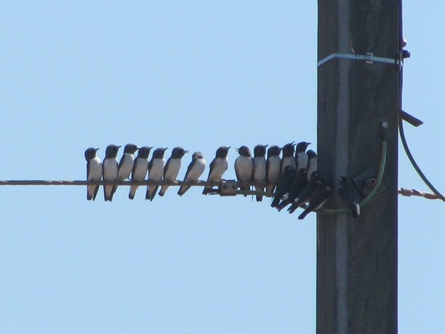 White-breasted Woodswallows (2)