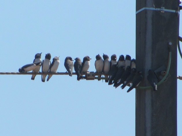 White-breasted Woodswallows (3)