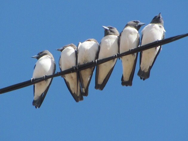White-breasted Woodswallows (4)