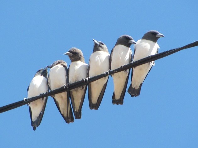 White-breasted Woodswallows (5)