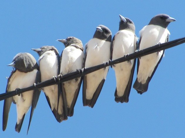 White-breasted Woodswallows (6)
