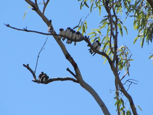 White-breasted Woodswallows (7)