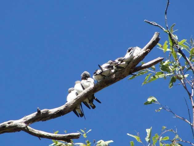 White-breasted Woodswallows (8)