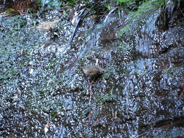 White-browed Scrubwren (2)