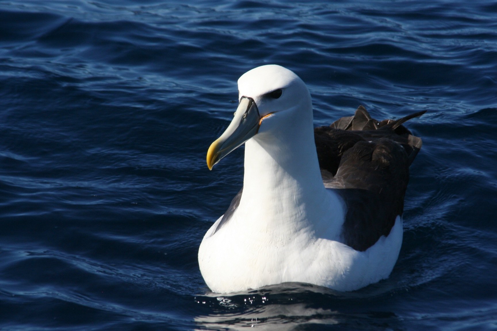 White-capped Albatross