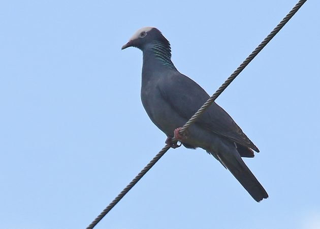 White-crowned Pigeon