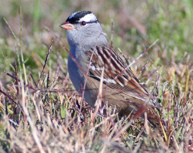 White-crowned Sparrow adult