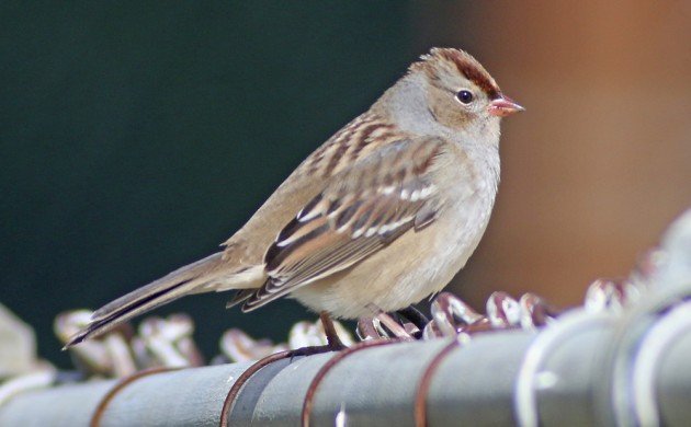 White-crowned Sparrow