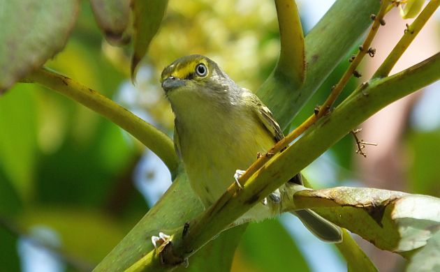 White-eyed Vireo