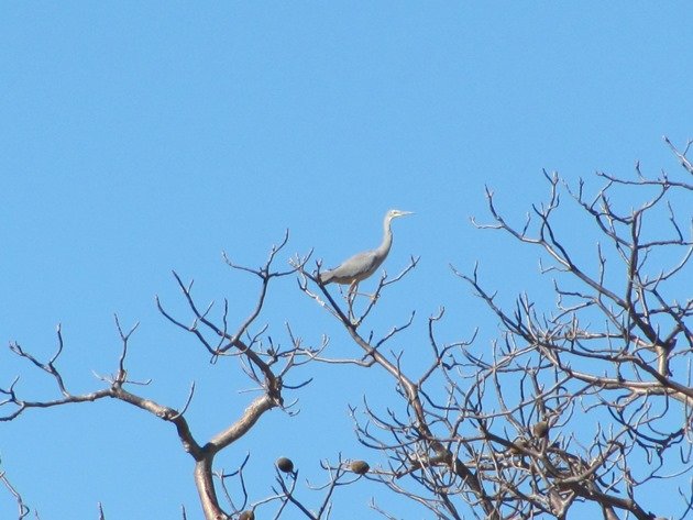 White-faced Heron (2)