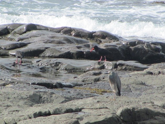 White-faced Heron & Sooty Oystercatchers