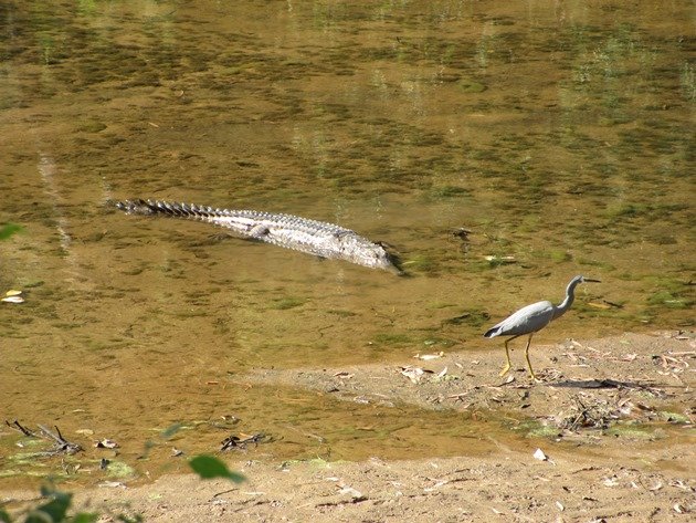 White-faced Heron & crocodile