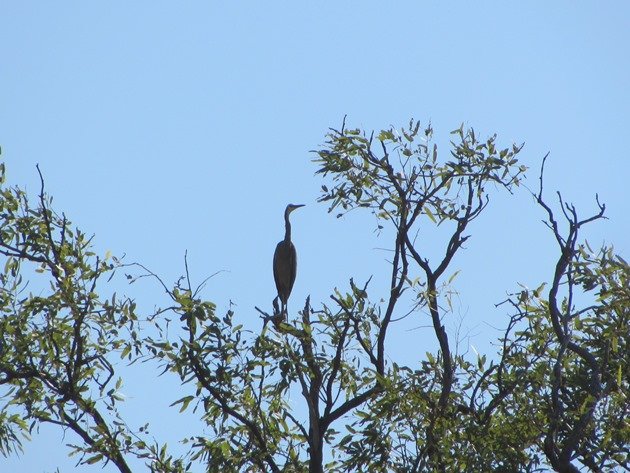 White-faced Heron