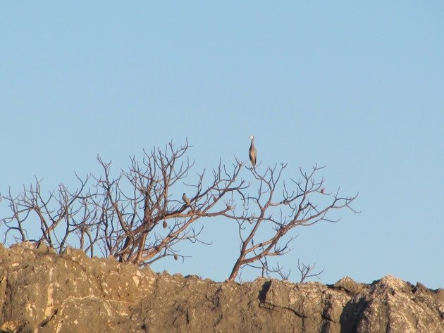 White-faced Heron