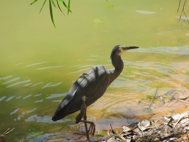 White-faced Heron