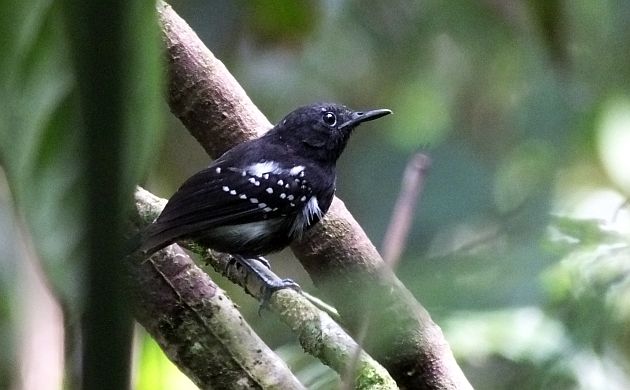 White-flanked Antwren