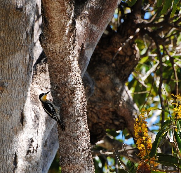 White-fronted Woodpecker