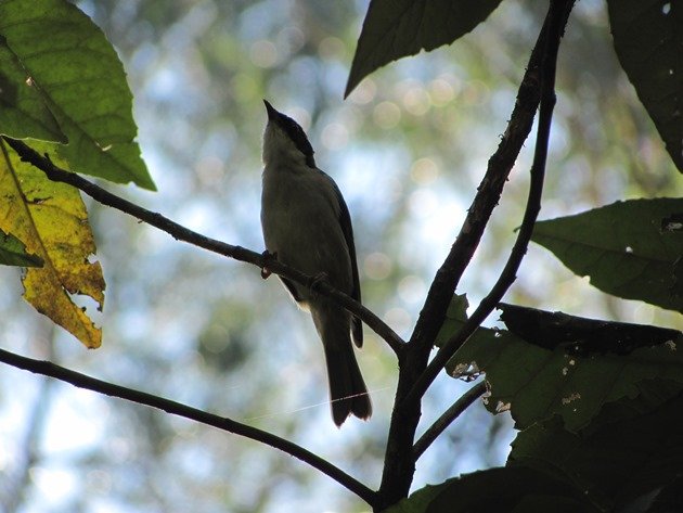 White-naped Honeyeater