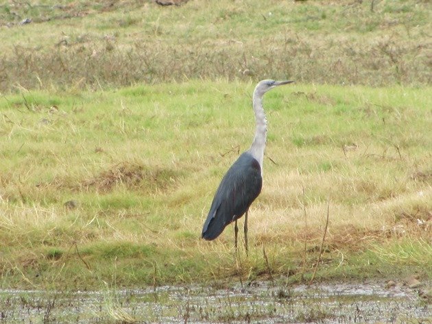 White-necked Heron (2)