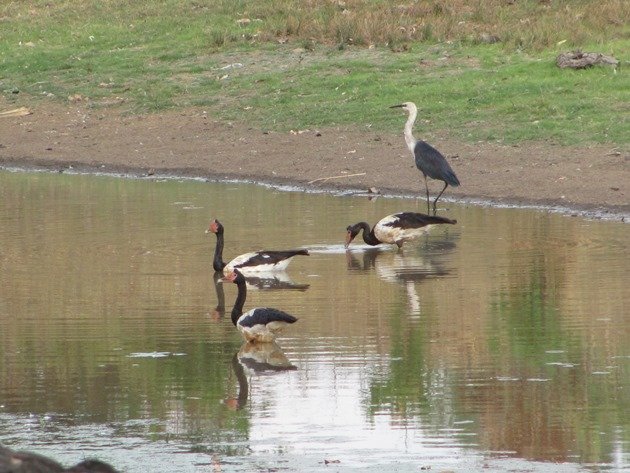 White-necked Heron & Magpie Geese