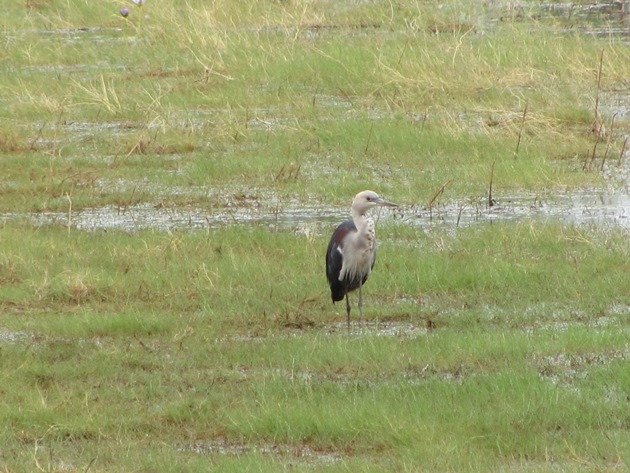 White-necked Heron