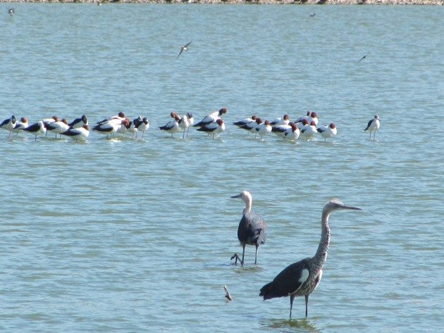 White-necked Herons & Red-necked Avocet