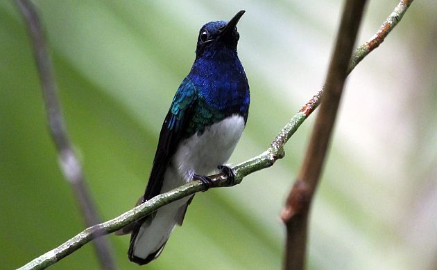 White-necked Jacobin