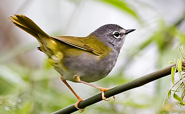 White-rimmed Warbler