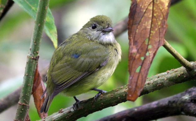 White-ruffed Manakin