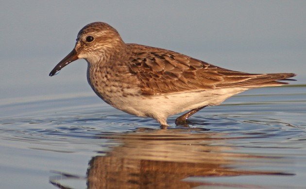 White-rumped Sandpiper