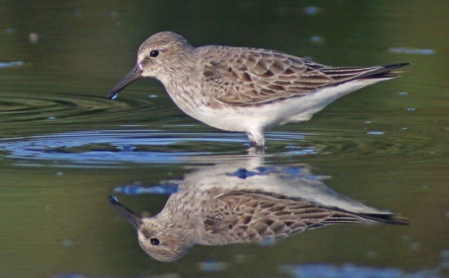 White-rumped Sandpiper with reflection