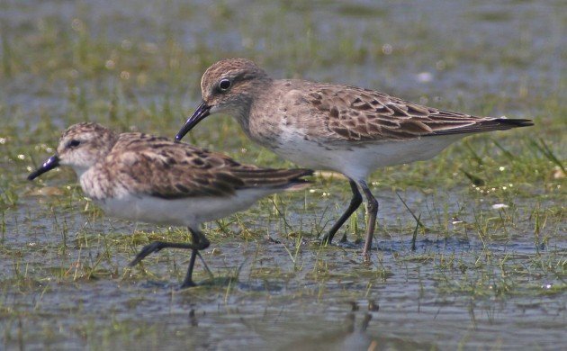 White-rumped Sandpiper